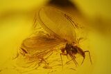 Fossil Scale Insect (Coccoidea) & Beetle (Coleoptera) in Baltic Amber #163500-1